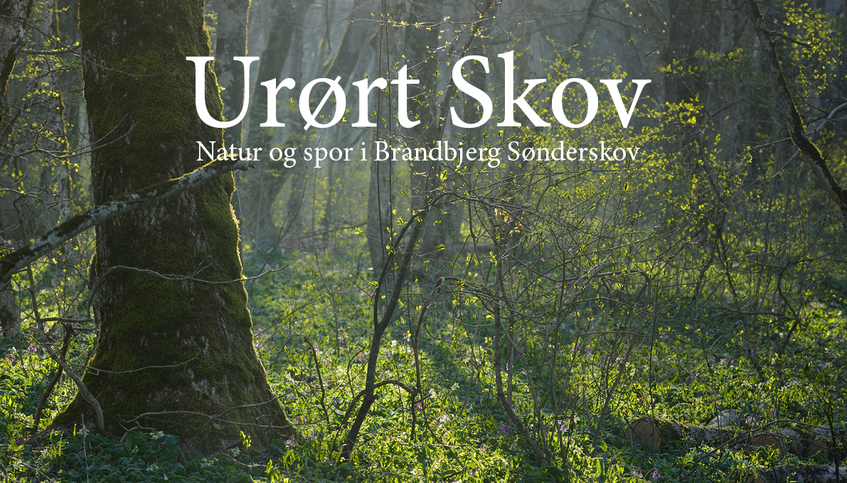 Udeskoleforløb om urørt skov