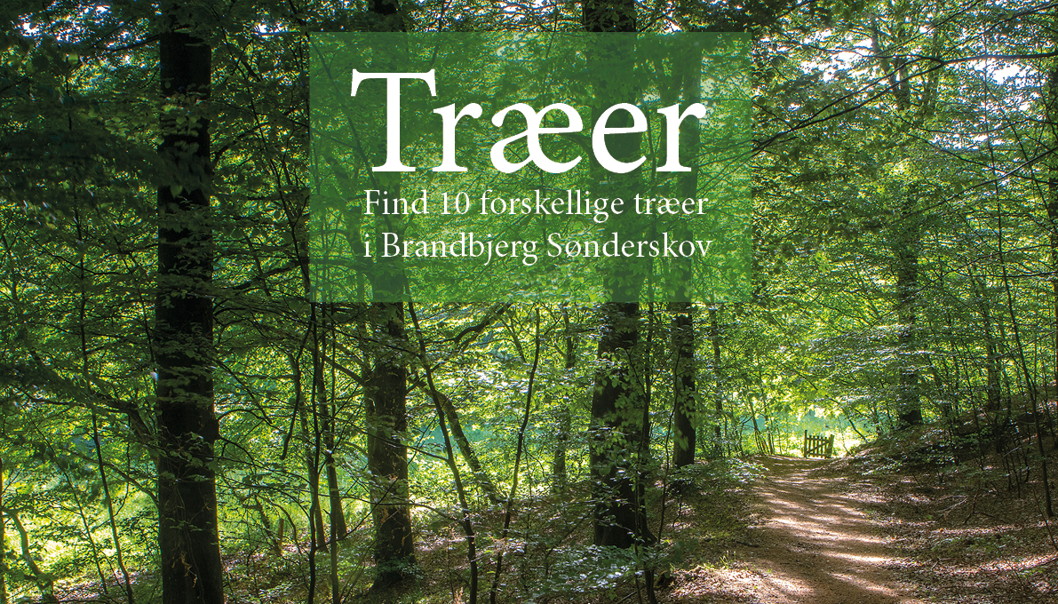 Udeskoleforløb om træerne i Brandbjerg Sønderskov