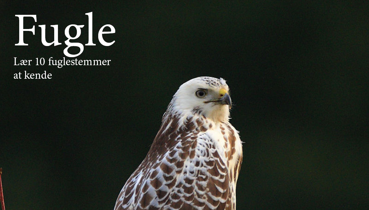 Lær 10 fuglestemmer at kende