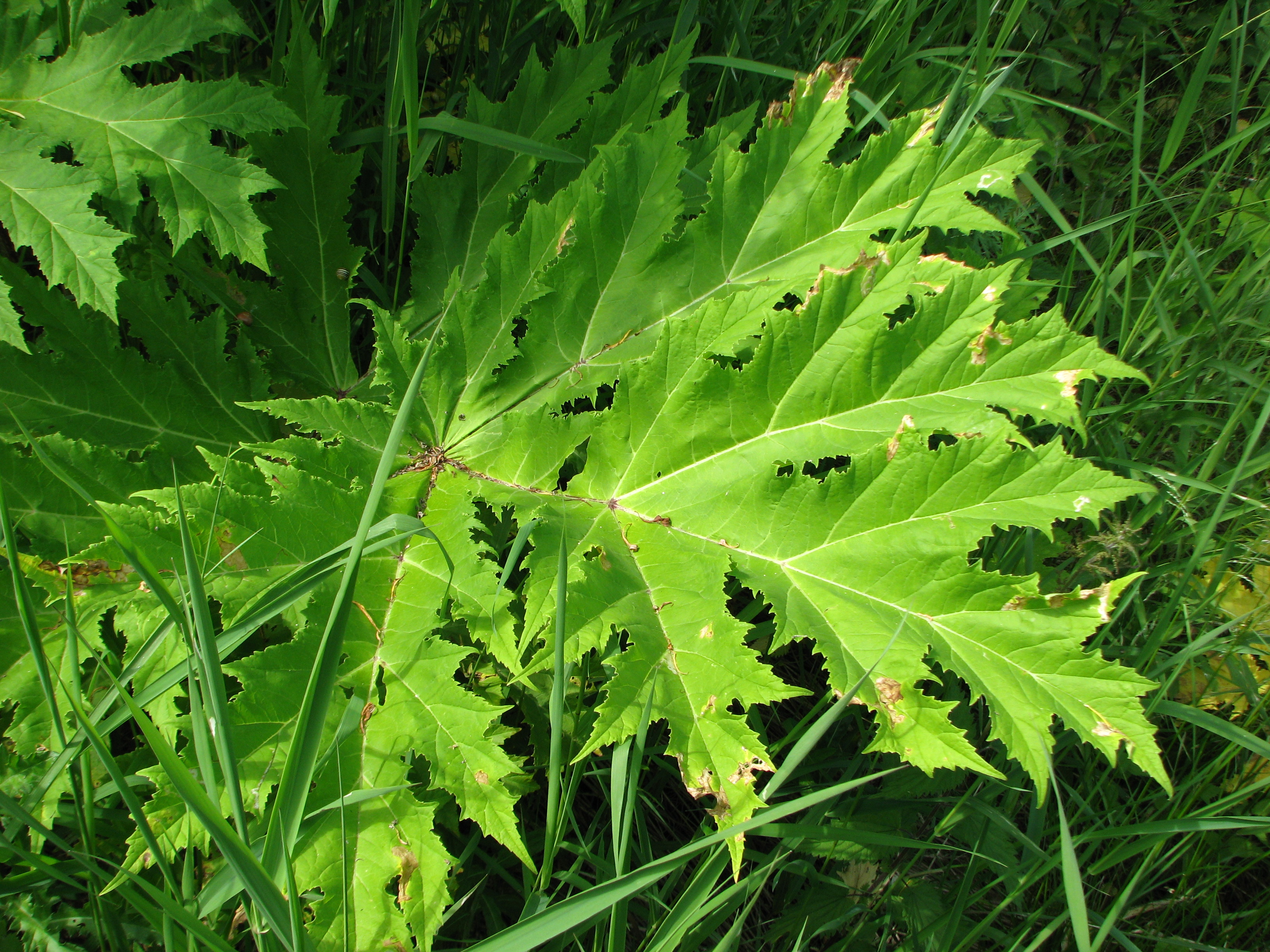 Blade af kæmpe-bjørneklo