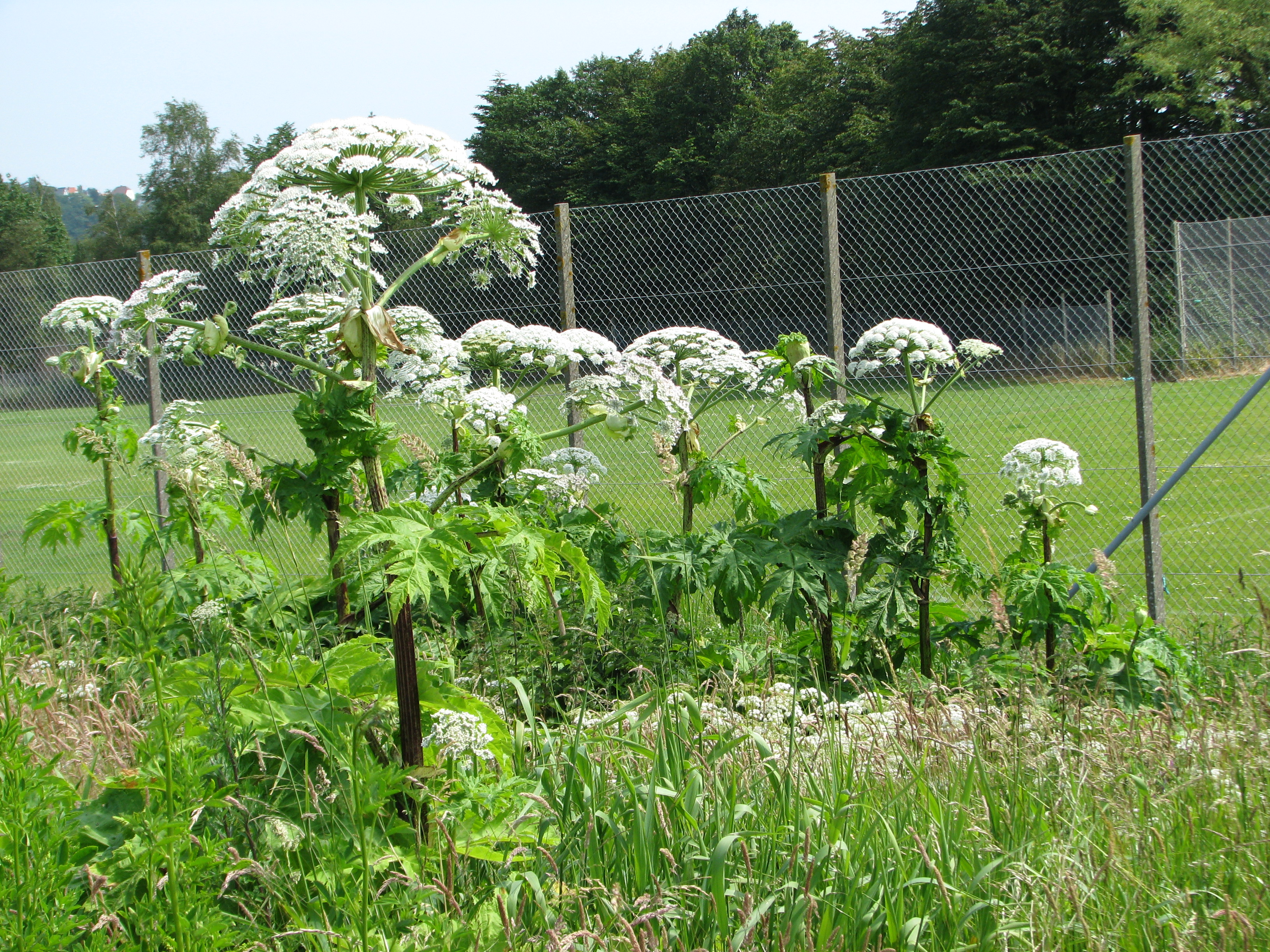 Kæmpe-bjørneklo i blomst