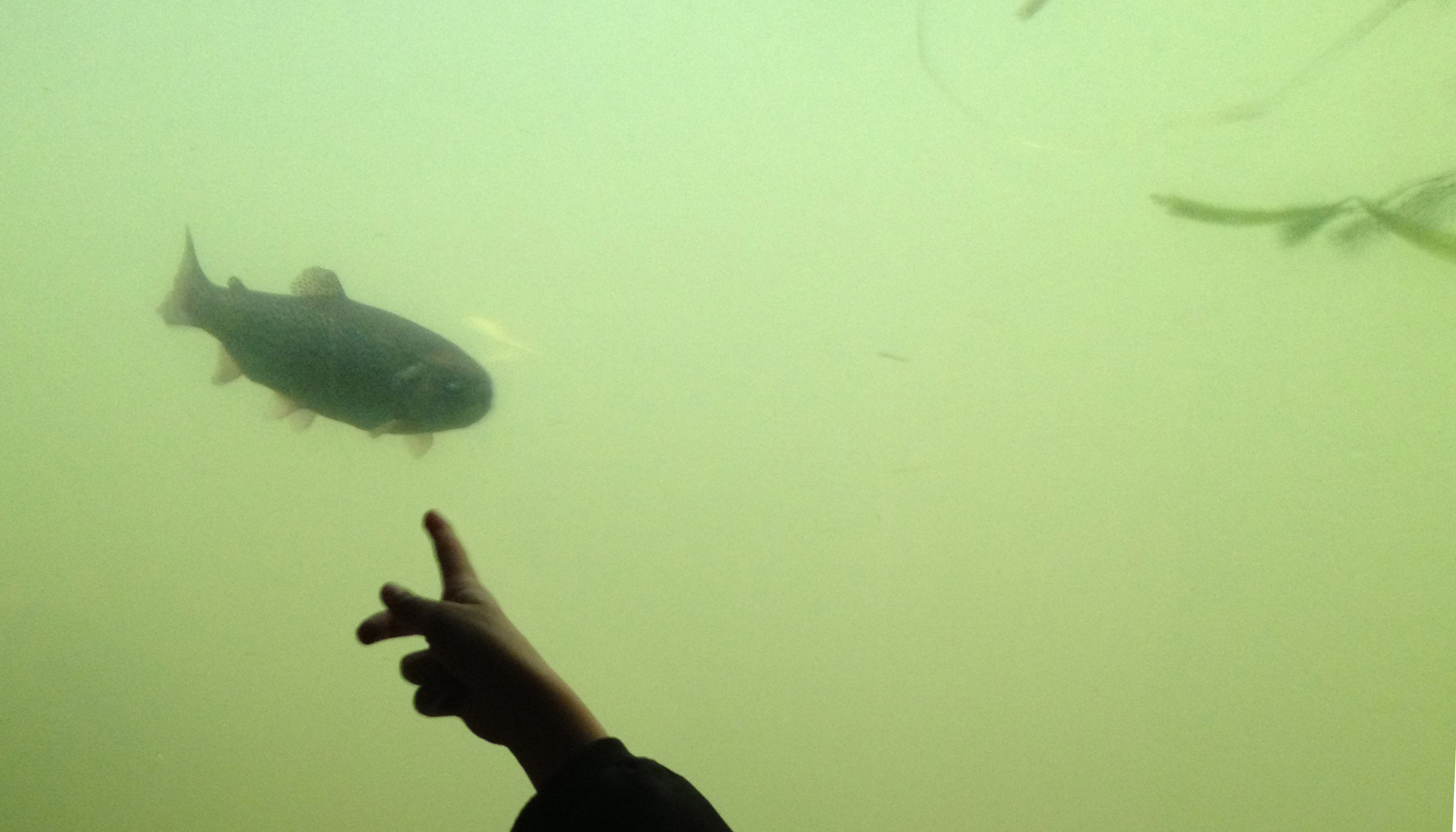 Der er fisk i undervandskassen