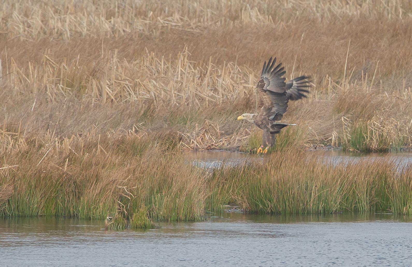 Havørn i Kongens Kær.