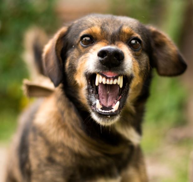 arrig hund viser tænder