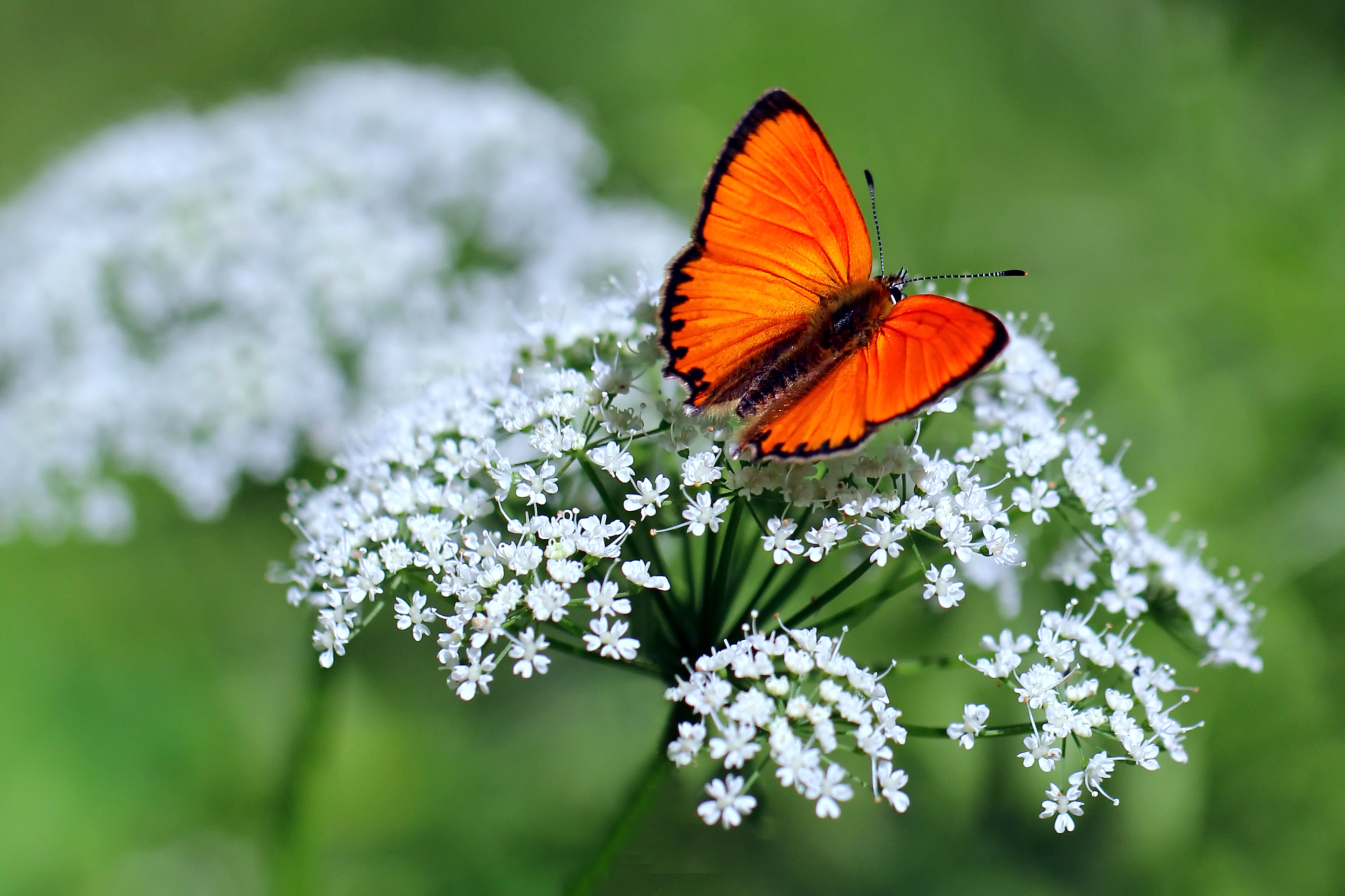 Lycaena virgaureae