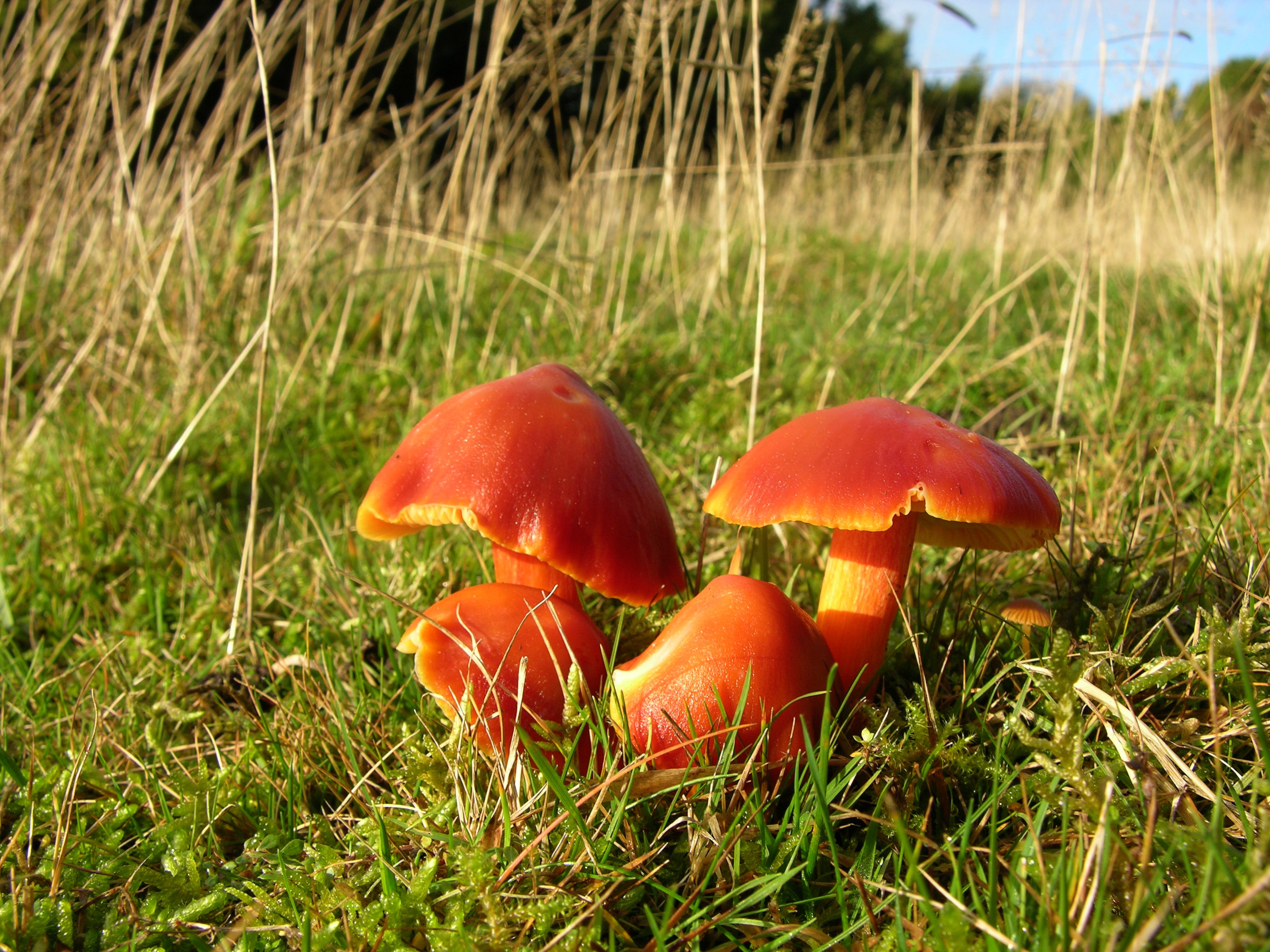 Hygrocybe punicea