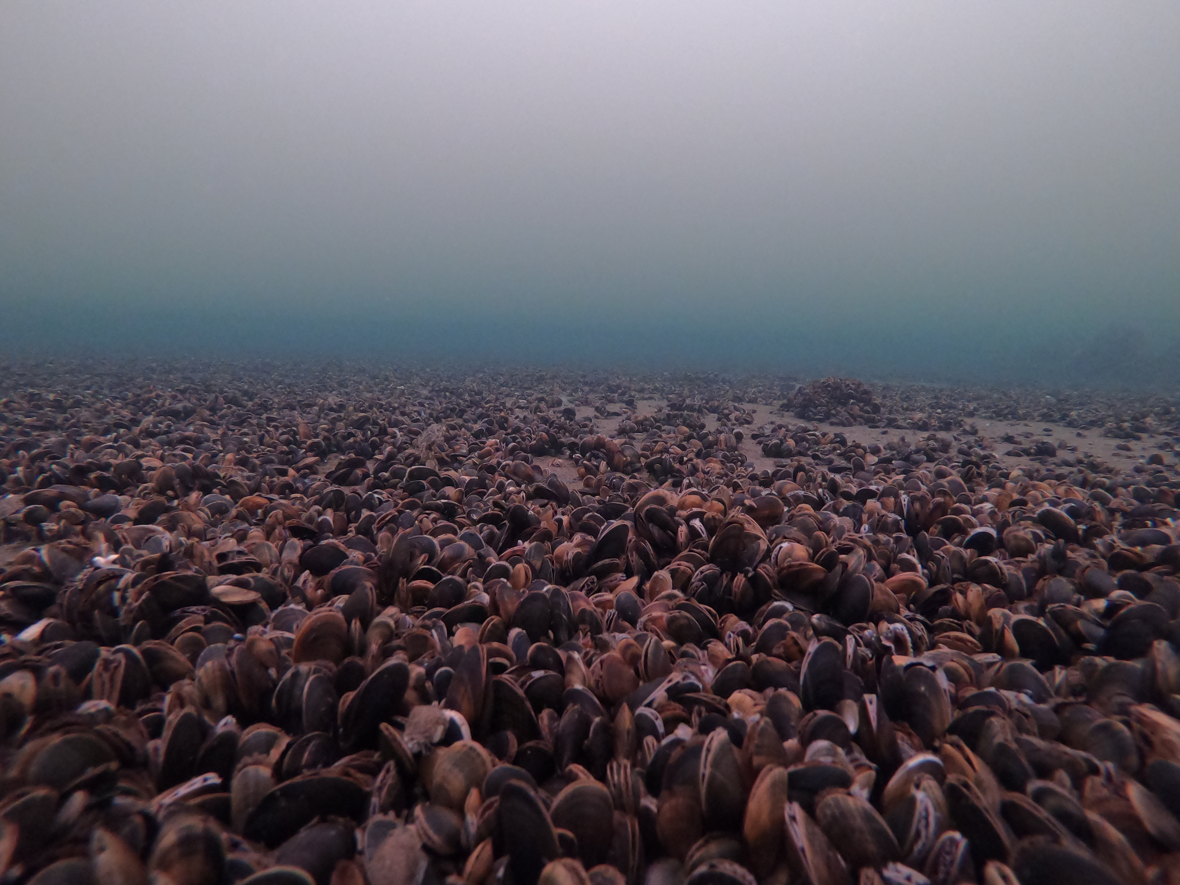 Udlagte mulingebanker