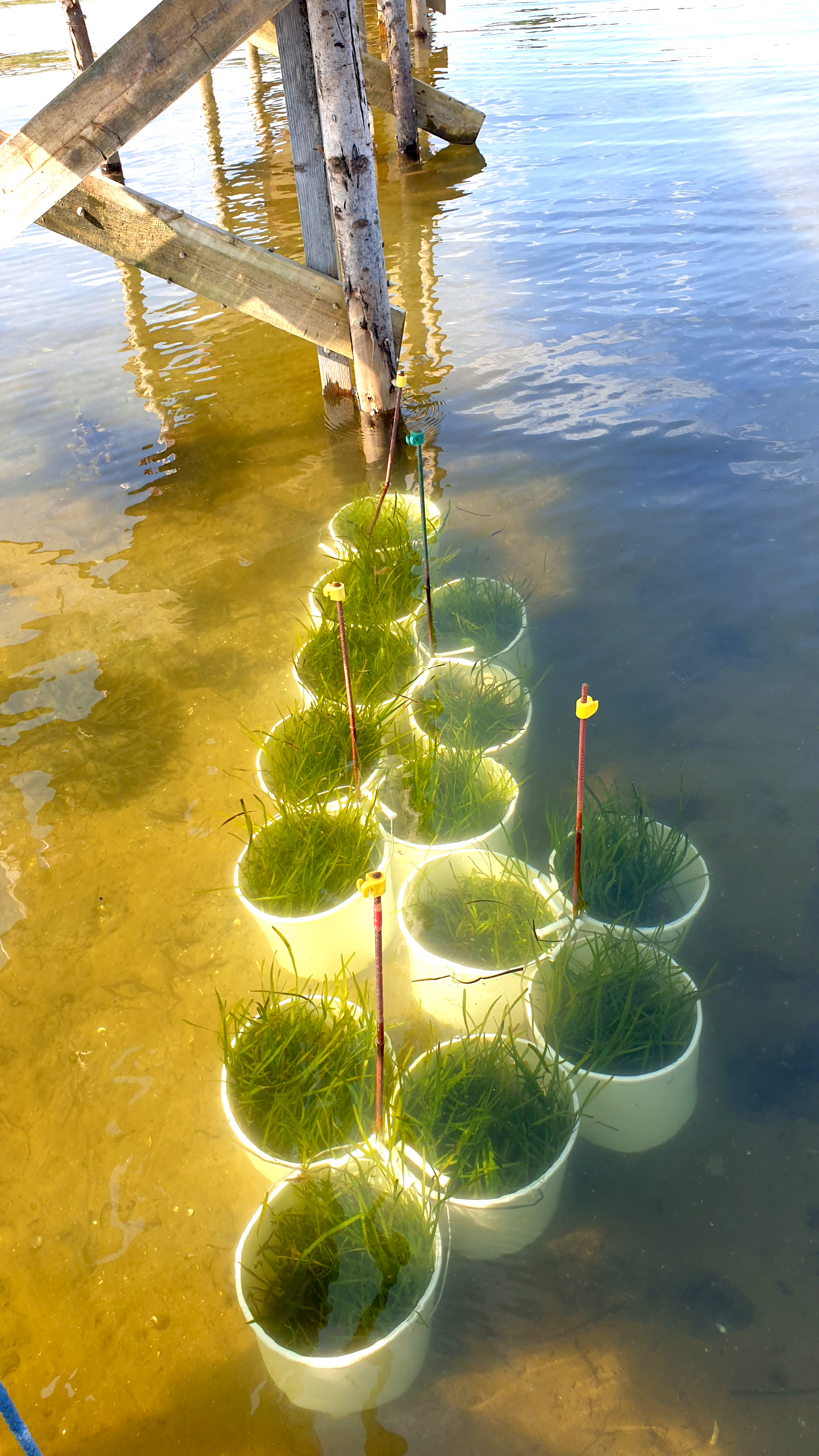 Ålegræs til udplantning