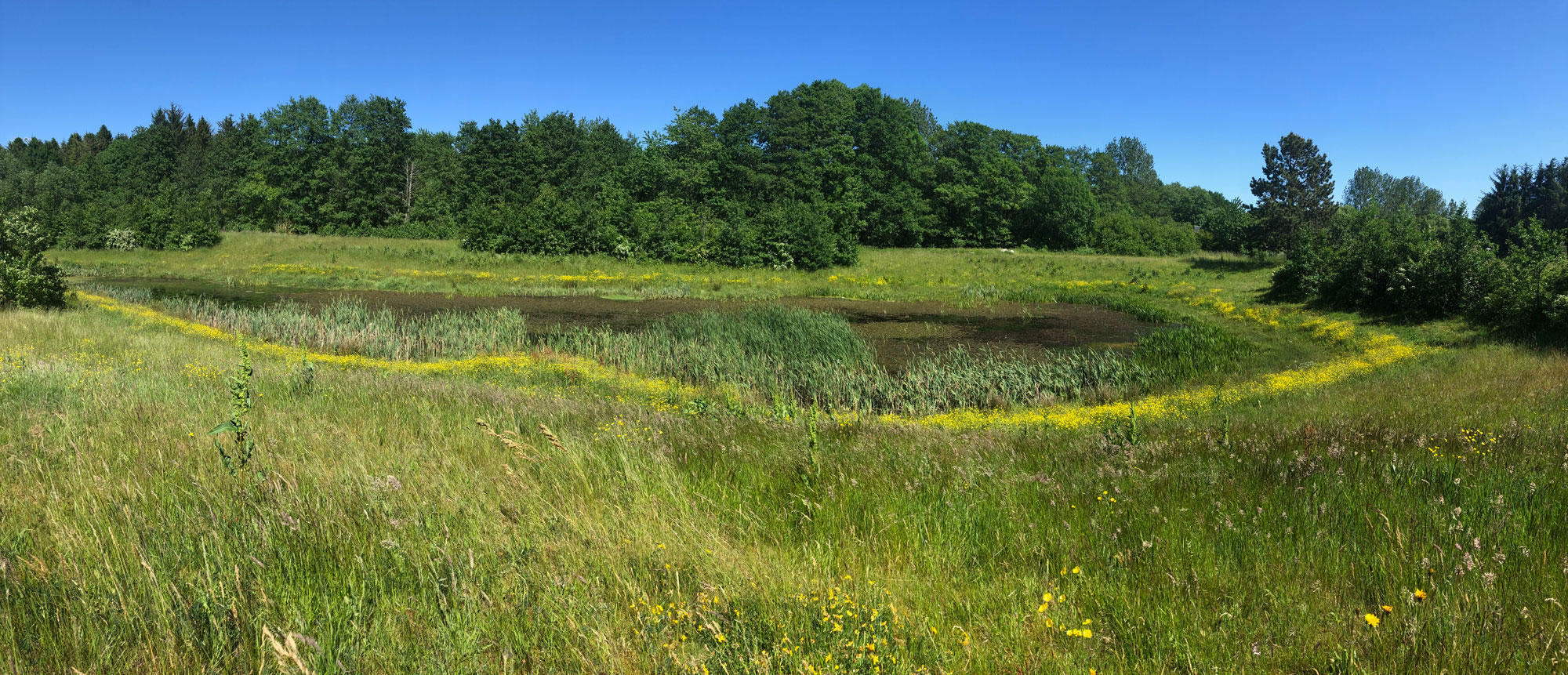 Vilde regnsvandsbassiner