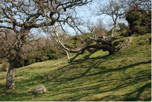 Træruiner ved Haraldskær