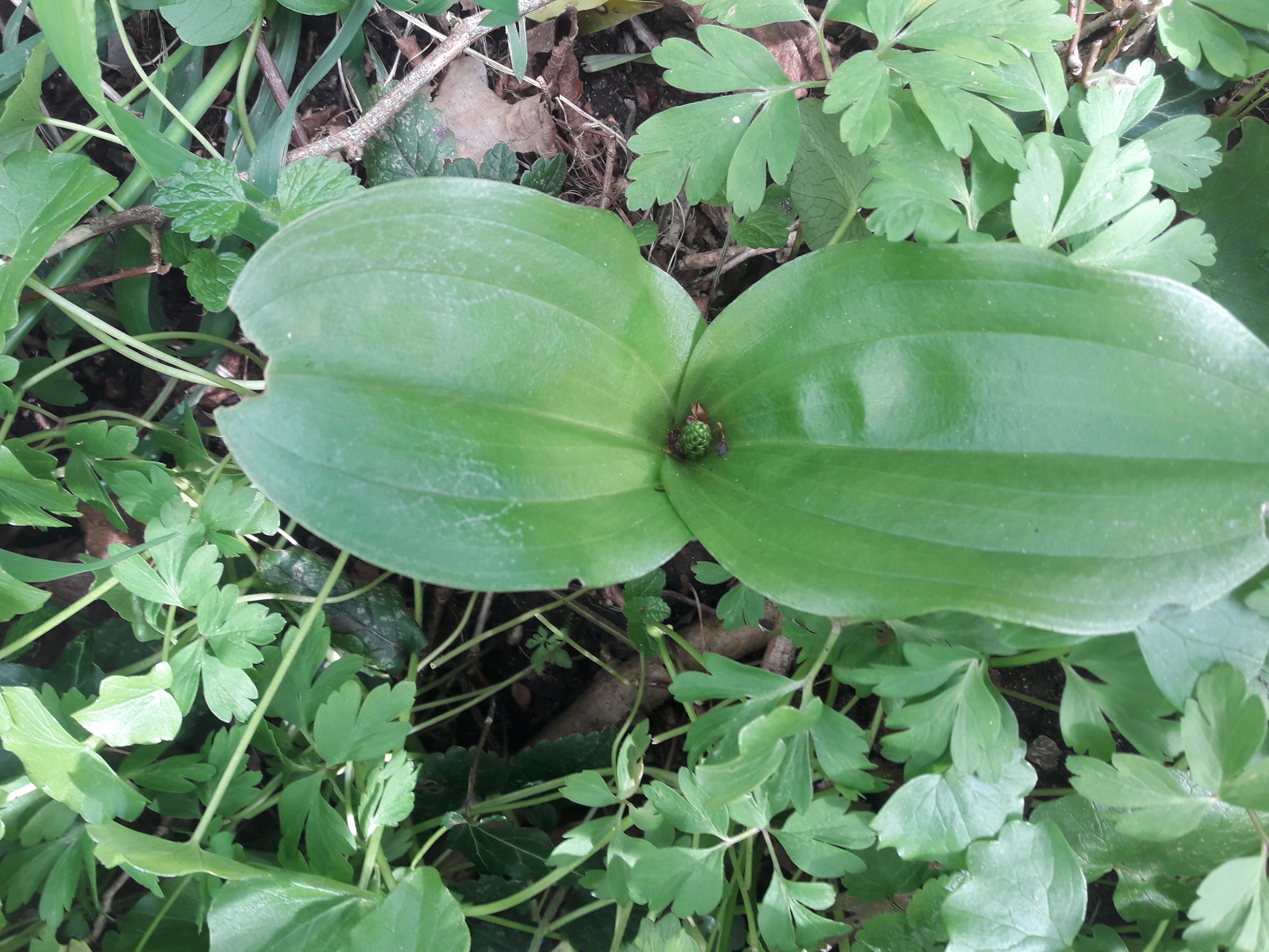 Orkide på vej i Jelling Skov.