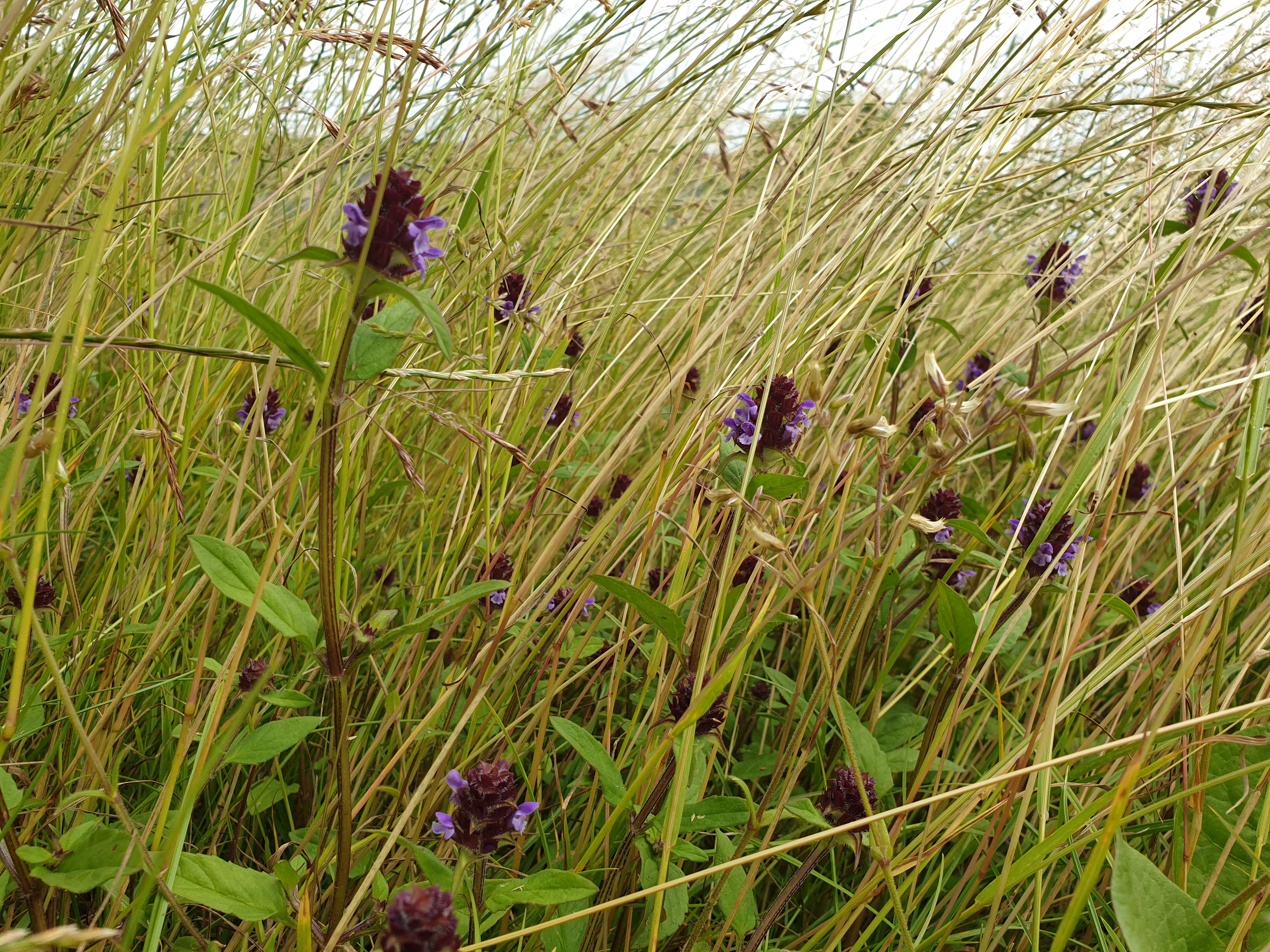 Vil tilbyder grundejerforeninger og lokalråd omlægning fra græsplæner til vilde, naturgæsser med blomstrende urter.