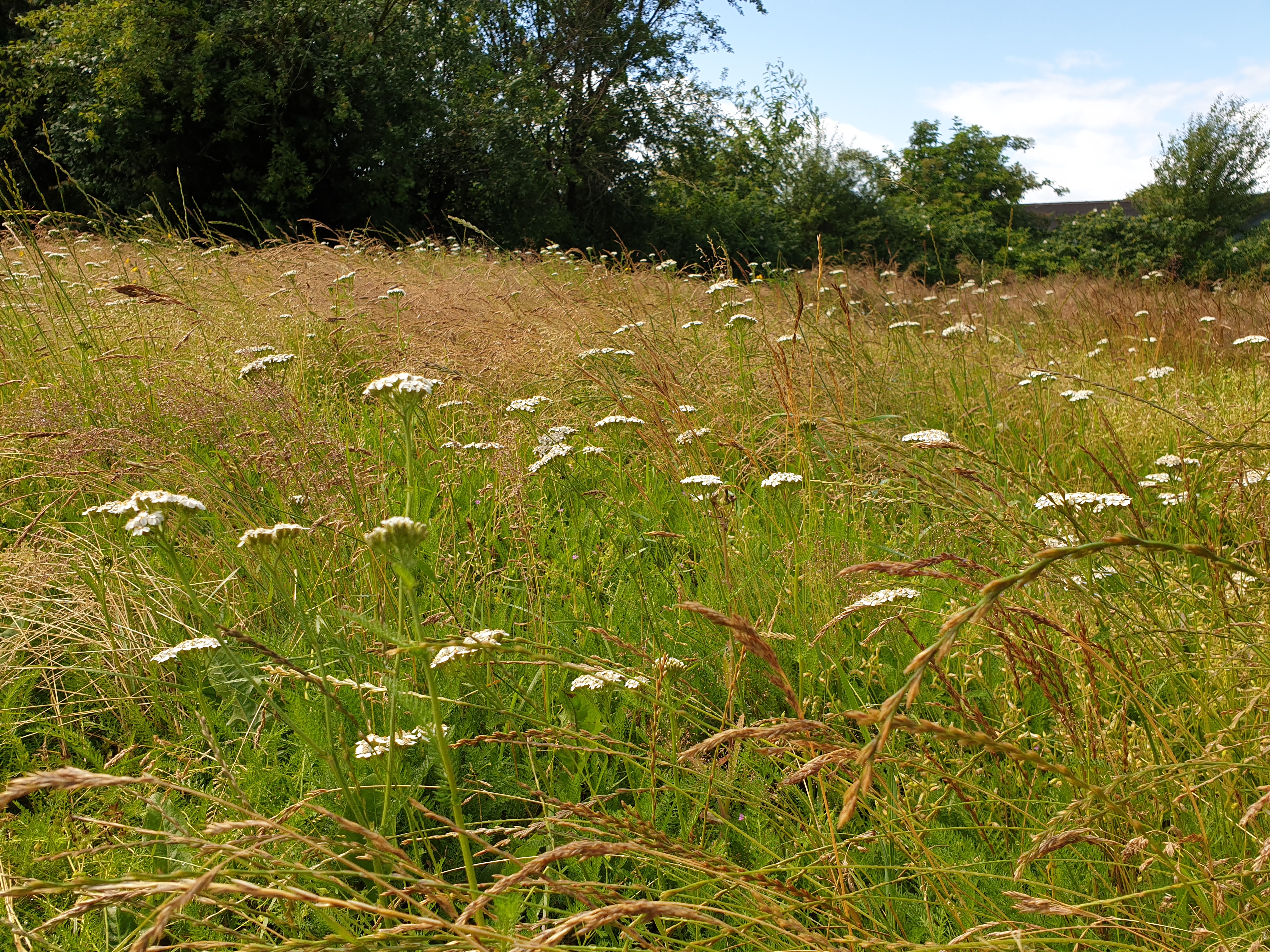 Vil tilbyder grundejerforeninger og lokalråd omlægning fra græsplæner til vilde, naturgæsser med blomstrende urter.