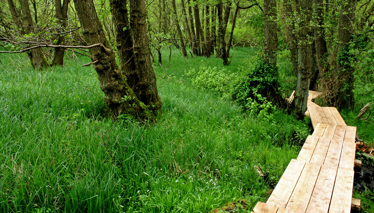 Gangbro over vådområde