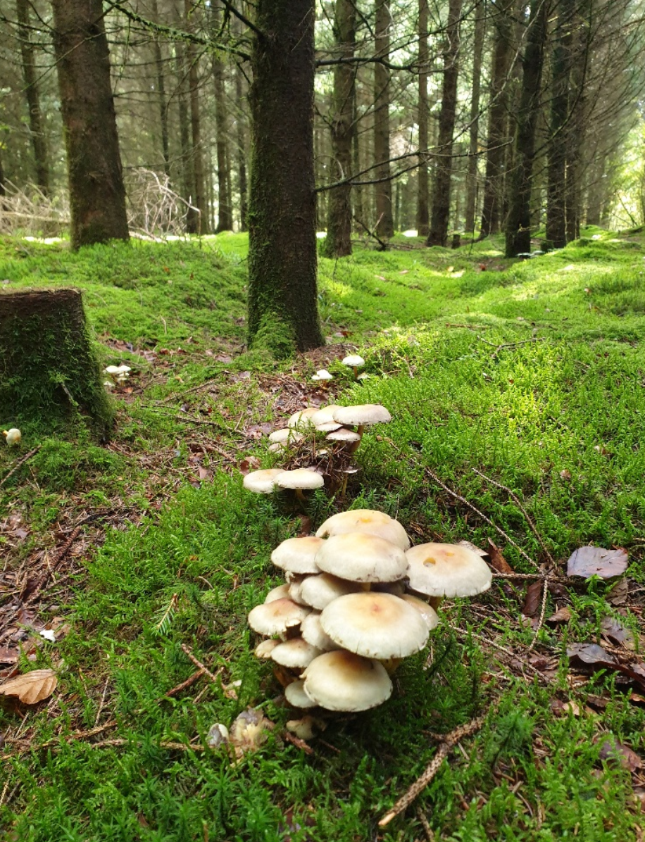 I vandel findes der et væld af lækre vandrestier rundt om byen.