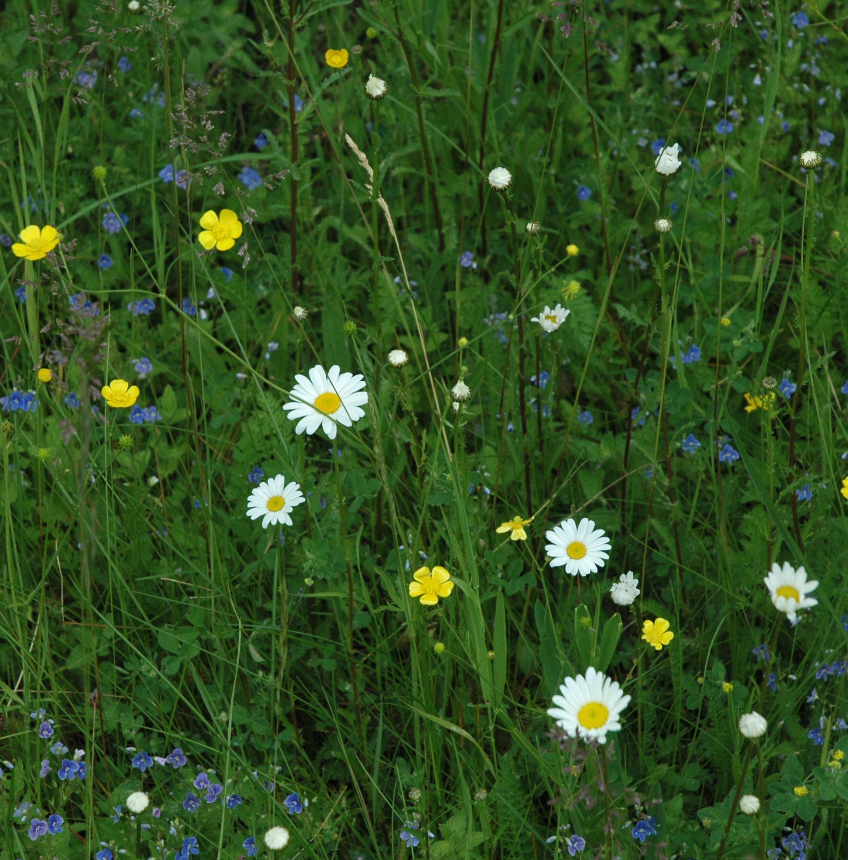 Aktiv naturpleje skaber mangfoldig natur
