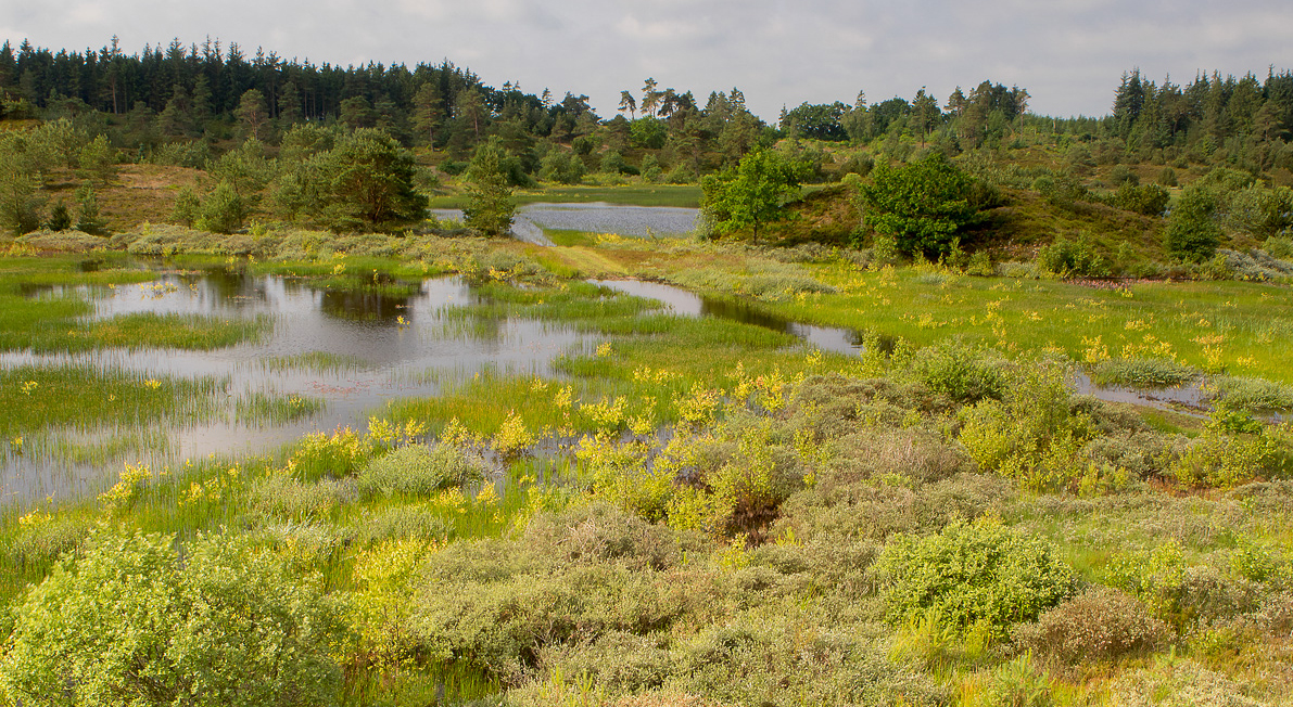 Syvårssøerne Frederikshåb Plantage