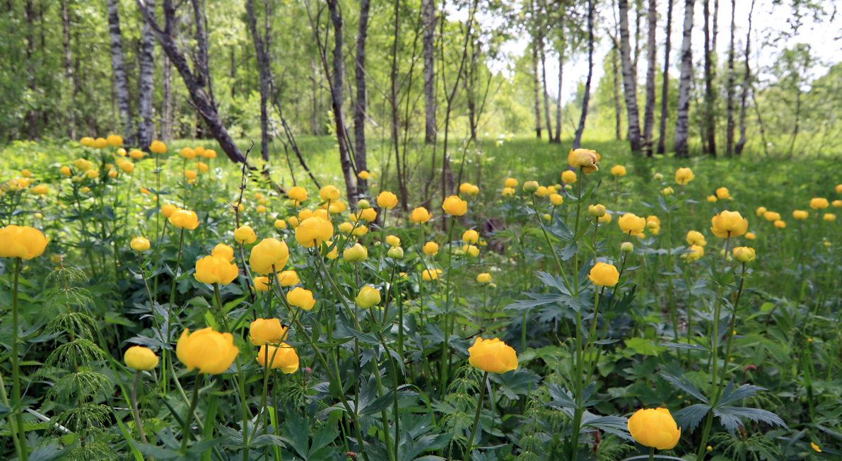 Engblommer i Rugballe Mose