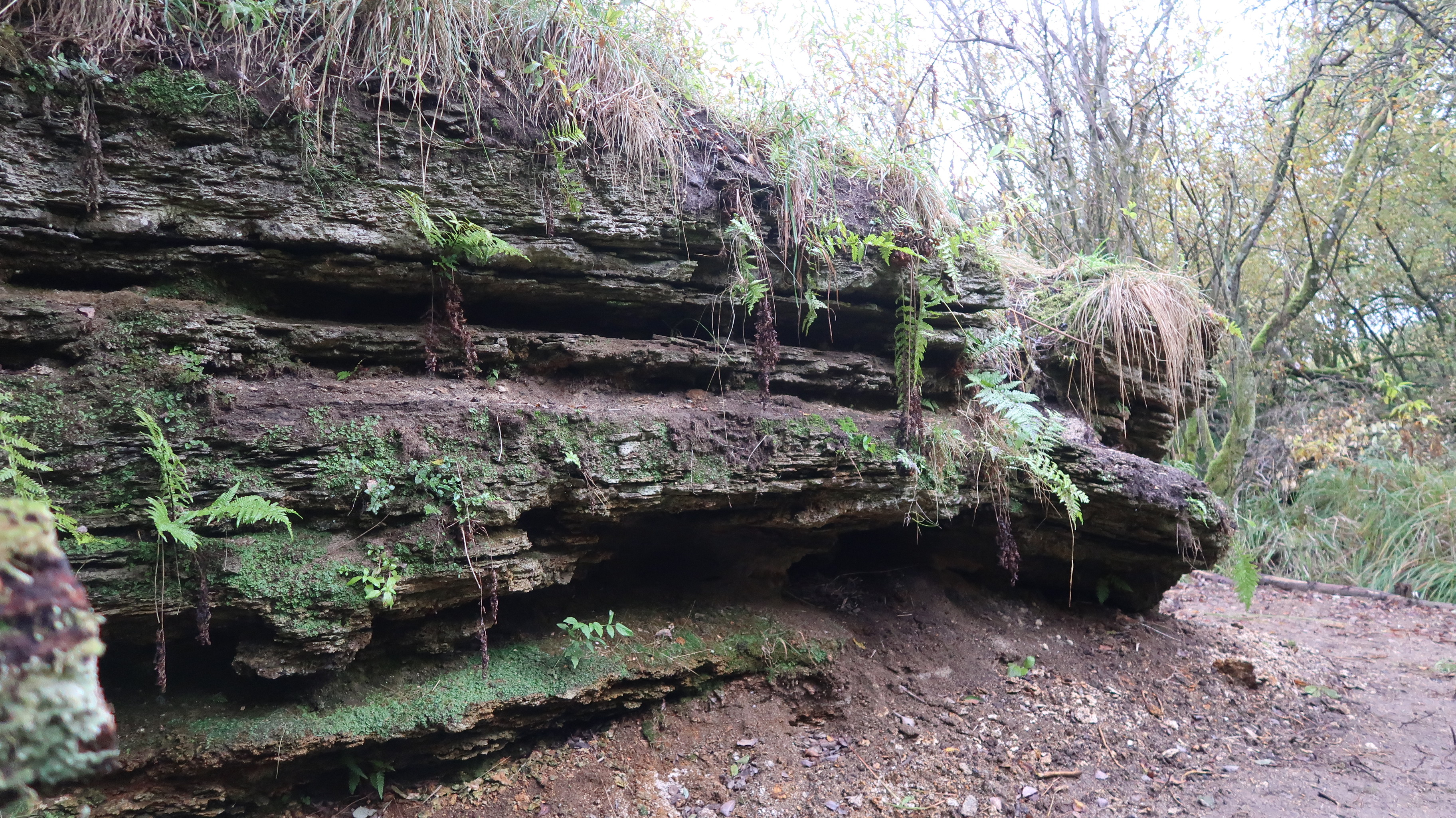 Kildekalk også kendt som Grejs klipperne, ser du blandt andet på rute 4 rundt ved Rugballe Mose.