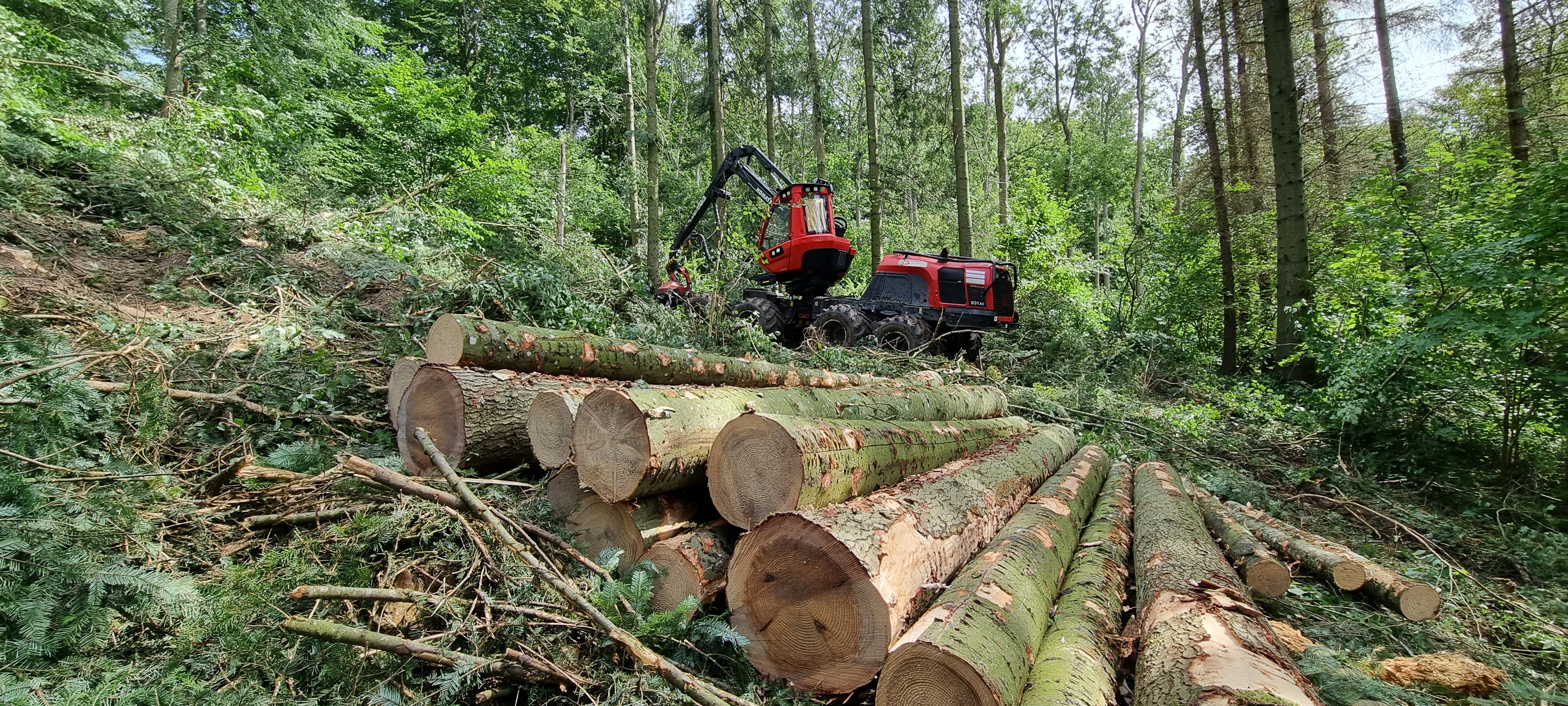 Det er kun nordamerikanske arter som sitkagran og grandis, der skal vige pladsen for naturlig bøgeskov me diblanding af nordeuropæiske nåletræer.