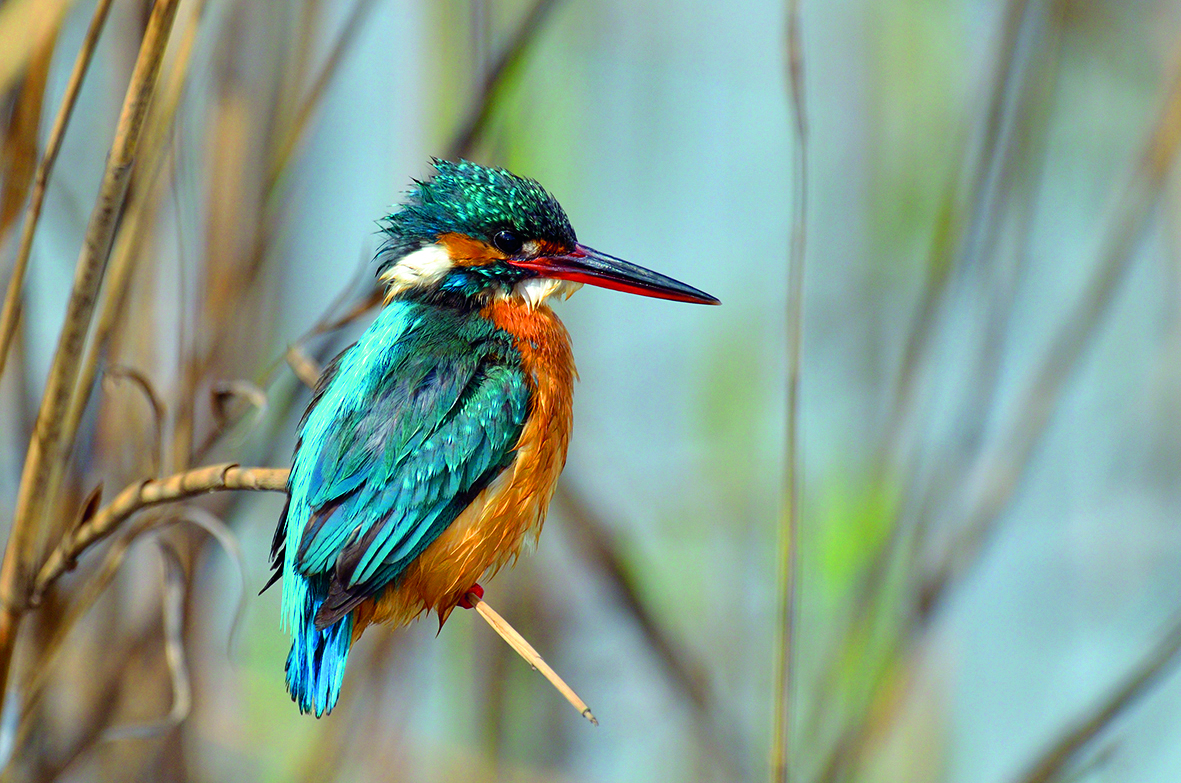 Isfuglen findes i både Vejle og Egtved Ådale.