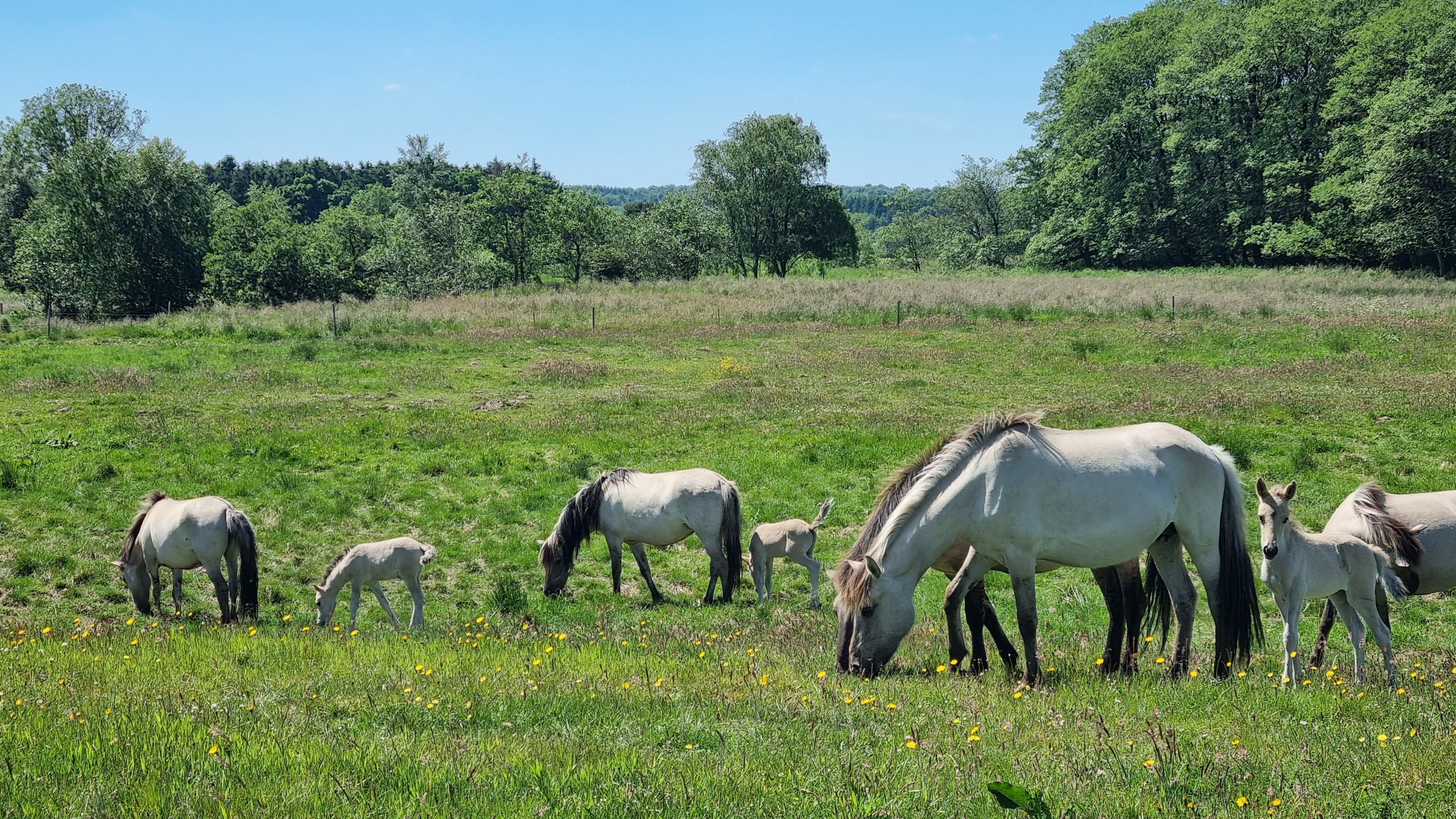 Heste eller kvæg græsser i naturen for at holde det lysåbent, så urter og planter spredes til glæde for sommerfugle og insekter.