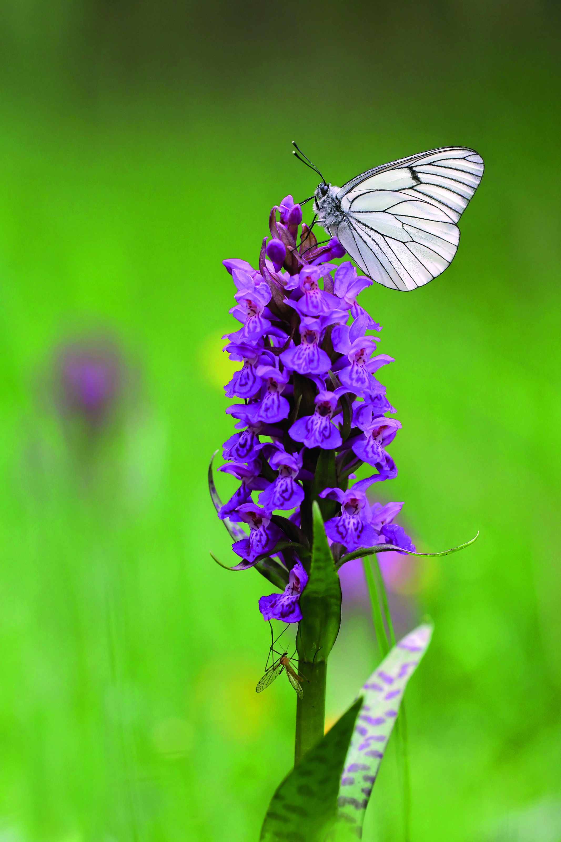 Der er flere sjældne arter i Vejle Ådal og på overdrevene langs Egtved Ådal. Her er det majgøgeurt fra Vejle Ådal
