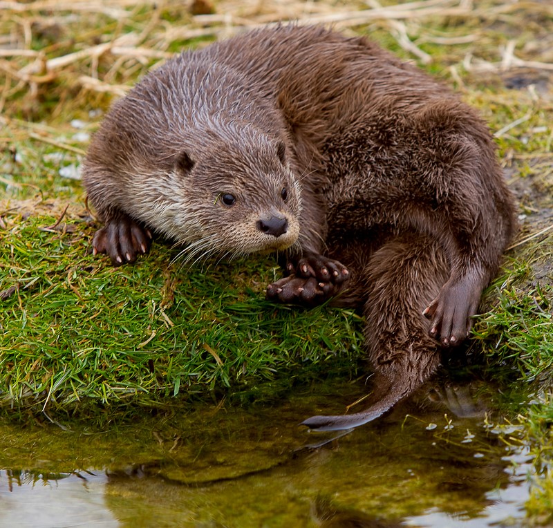 Odderen trives igen i åerne.