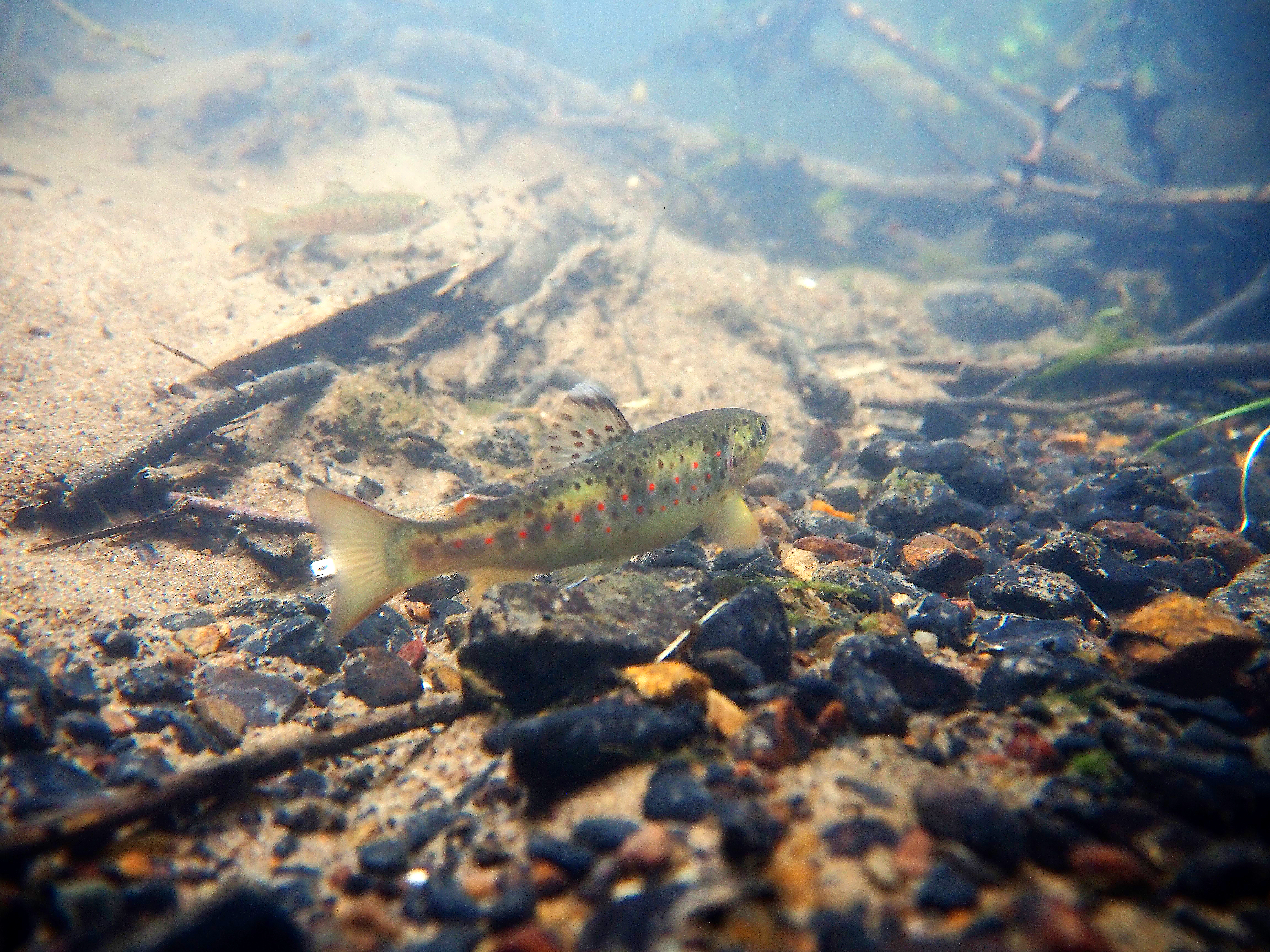I både Vejle og Egtved Å lever den smukke, rødplettede bækørred.