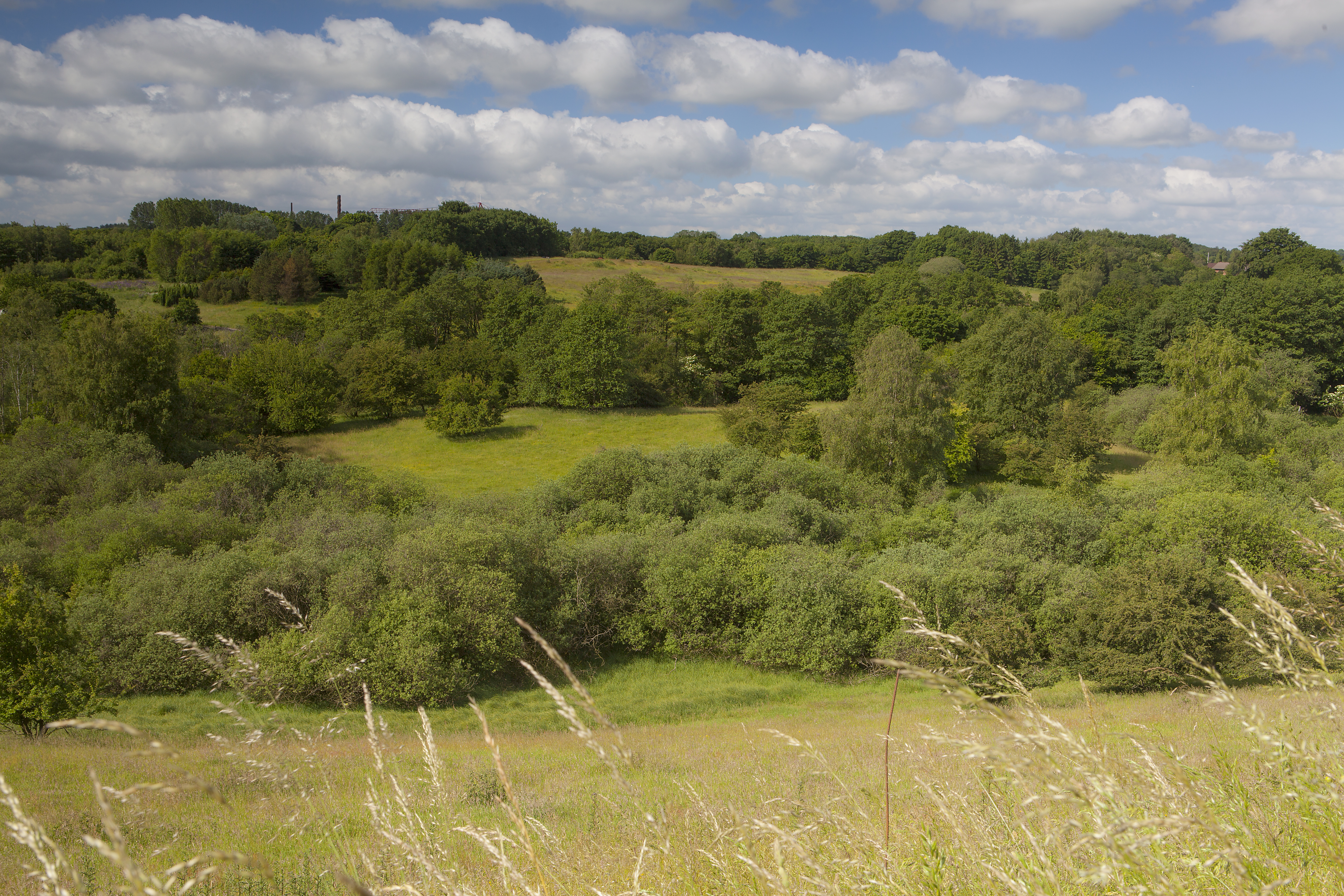 Mølholm Ådal har lysåbne overdrev med sjældne urter - blandt majgøgeurten.