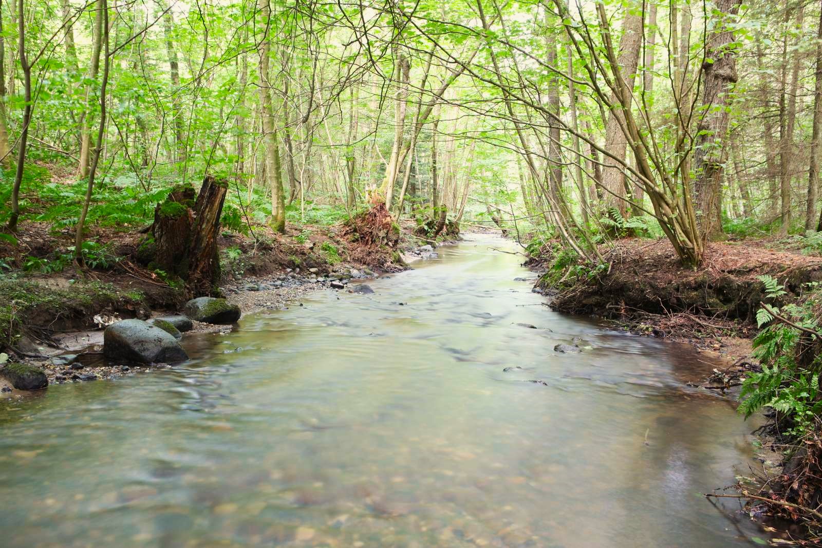 Højen Ådal byder på god biodiversitet - både i skov og å.